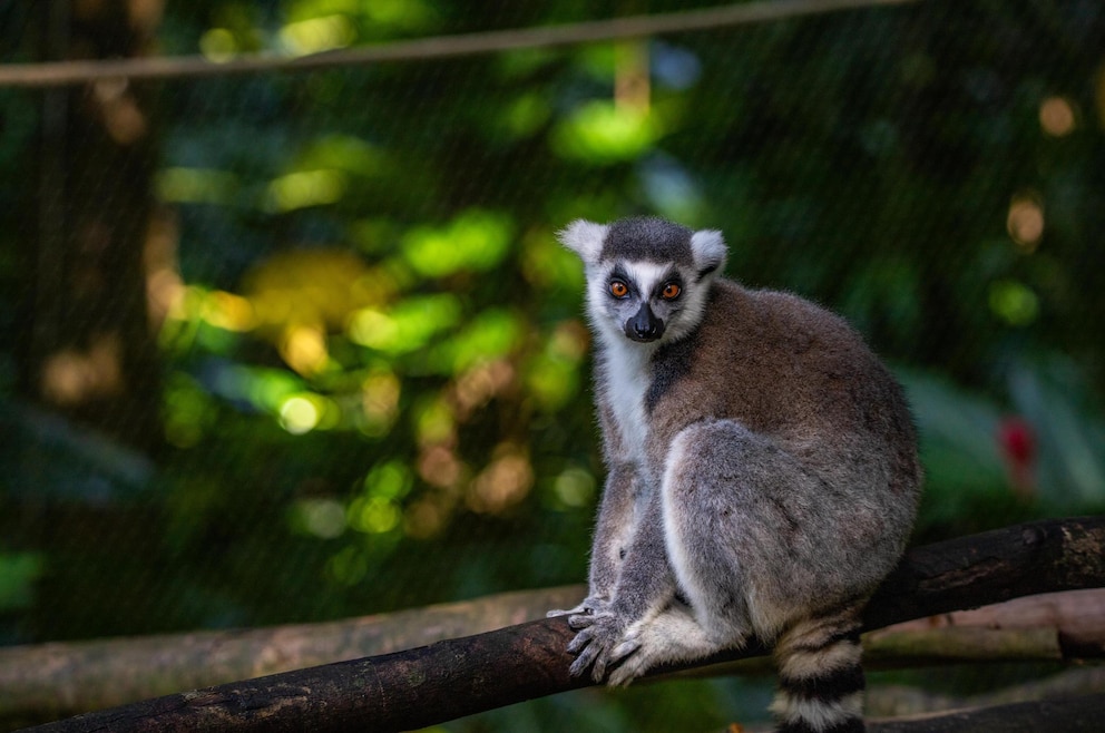 Lemur im Zoo de Guadeloupe