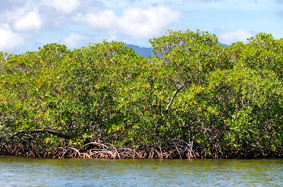 Mangrovenlandschaft nahe des Korallenriffs des Grand Cul de Sac marin in Guadeloupe