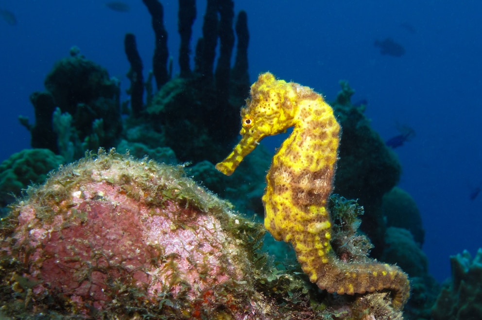 Seepferdchen vor Guadeloupe