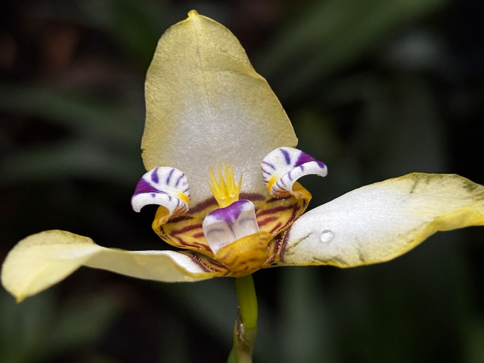 Mini-Orchidee im Palmenhaus