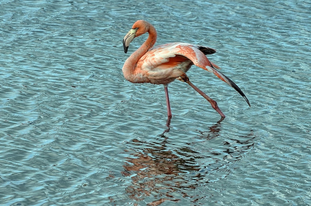 Flamingos auf Bonaire