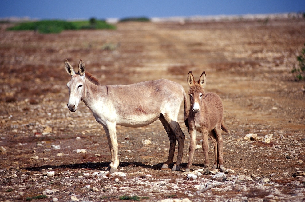 Esel auf Bonaire