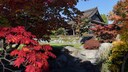Japan? Nein, Düsseldorf! So idyllisch präsentiert sich der Tempelpark rund um das Ekō-Haus der Japanischen Kultur im Stadtteil Niederkassel