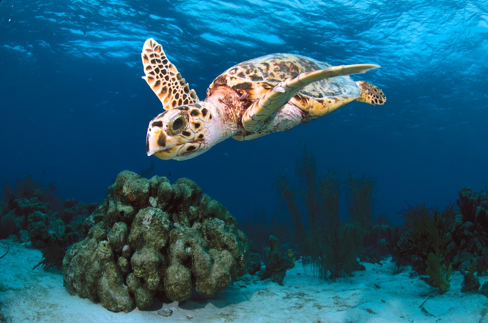 Schildkröte bei Bonaire