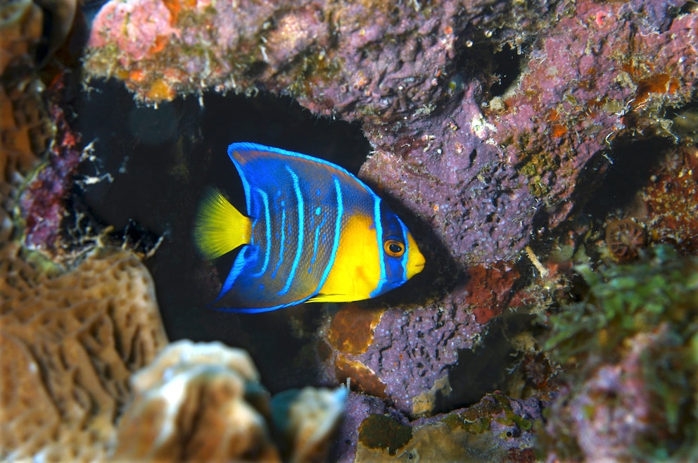 Königin-Engelfisch im Bari Reef bei Bonaire