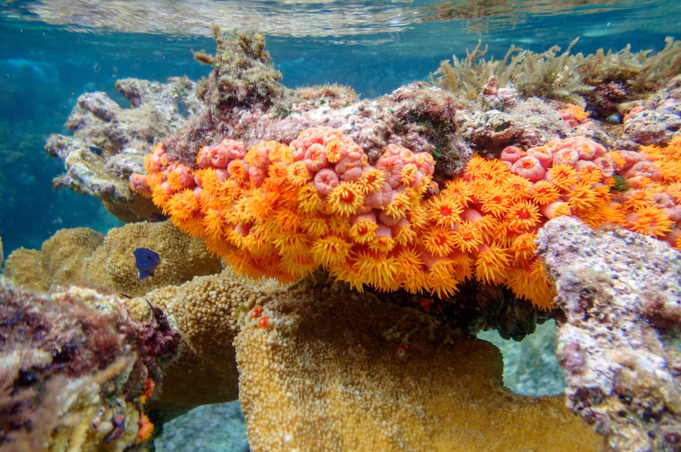 Anse Piton Marine Reserve in St. Lucia