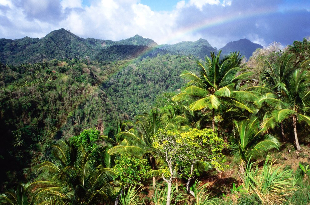 Regenwald auf St. Lucia