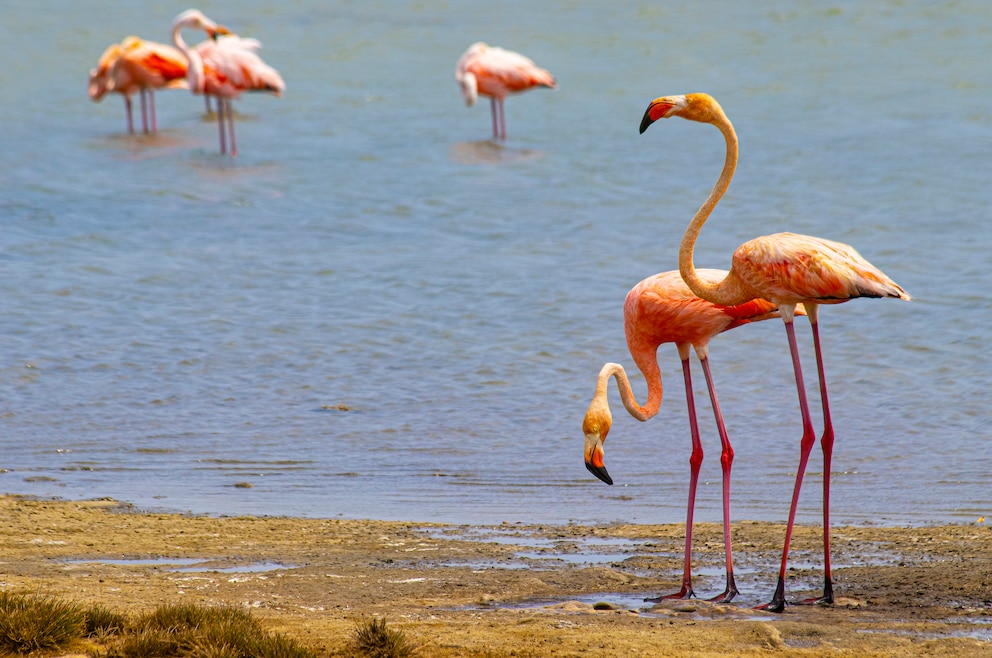 Flamingos auf Bonaire