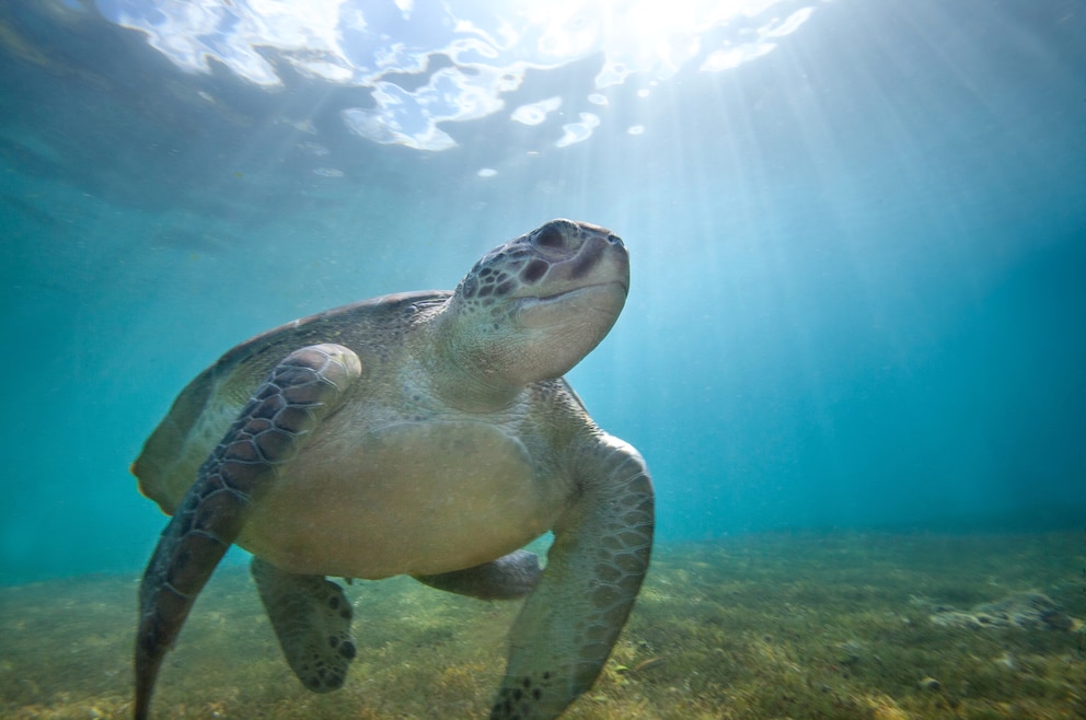 Meeresschildkröte bei Martinique