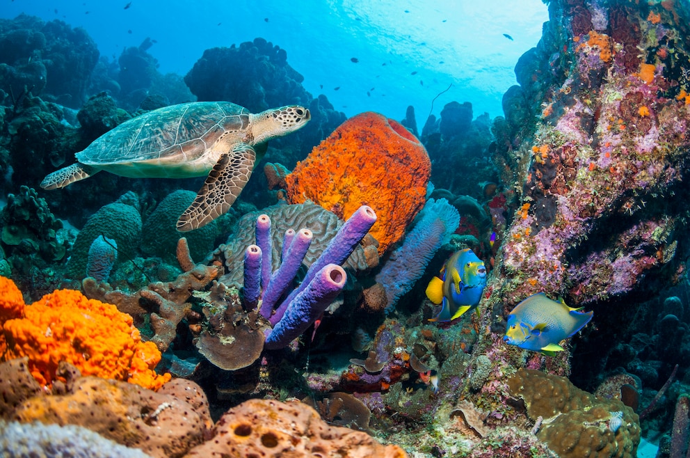 Unterwasserwelt vor Bonaire