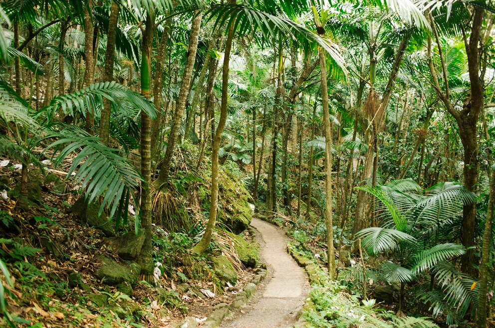 Wanderweg in St. Lucia