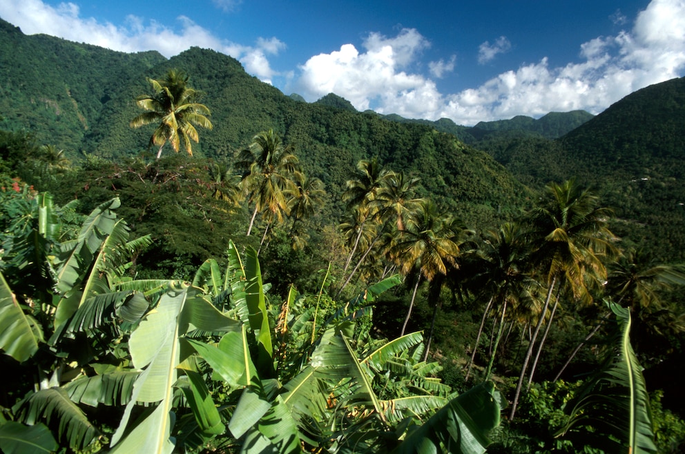 9. Mount Gimie – der Berg ist mit 950 Metern der höchste auf der Karibikinsel St. Lucia