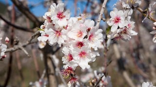 Mandelblüte