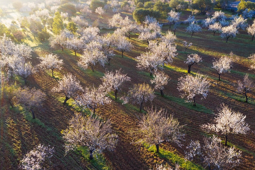 Mandelblüte