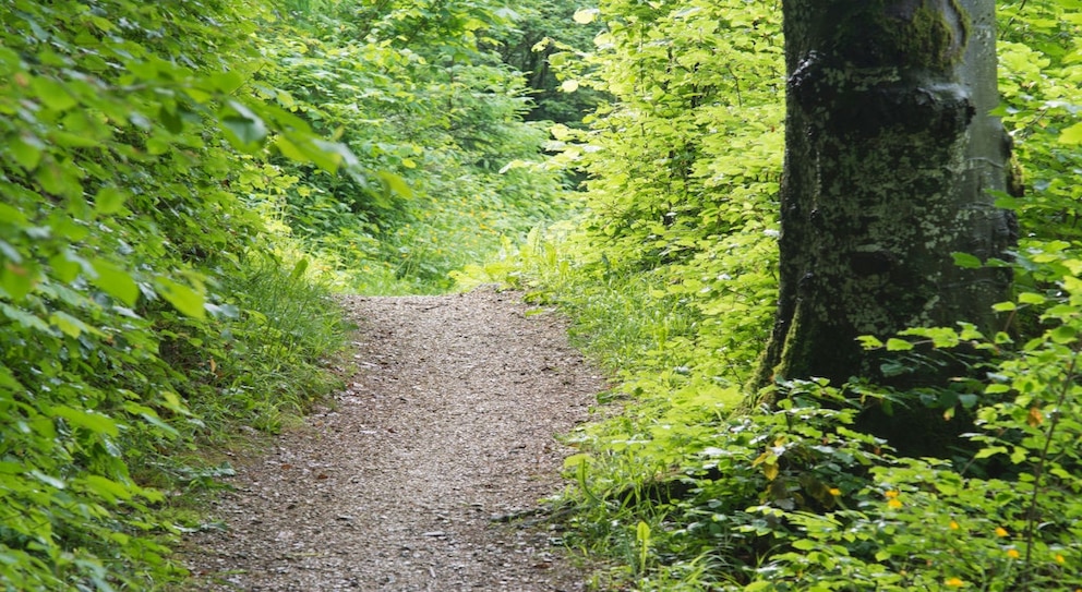 Zwischen Sachsen-Anhalt und Niedersachsen führt eine neue Wanderroute entlang der ehemaligen innerdeutschen Grenze