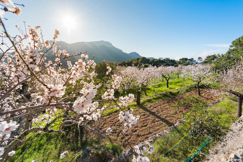 Insbesondere die Sierra de Tramuntana eignet sich hervorragend, um die Mandelblüte auf Mallorca zu bestaunen