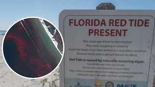 Rote Flut, Florida