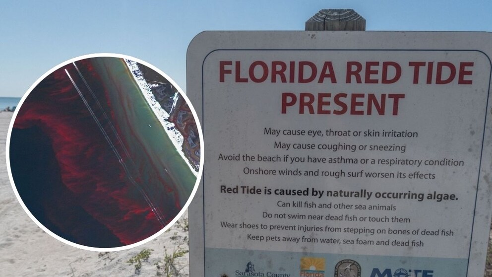 Rote Flut, Florida