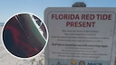 Rote Flut, Florida