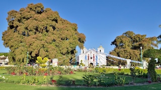 Árbol del Tule