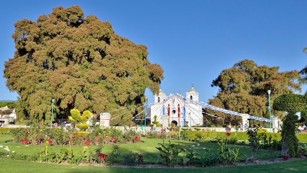 Árbol del Tule