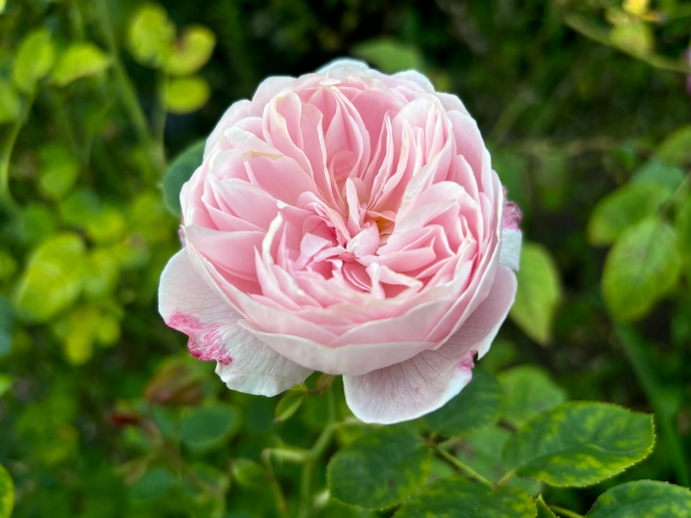 Mehr als 12.000 Rosen stehen im Rosengarten vom Hyde Park