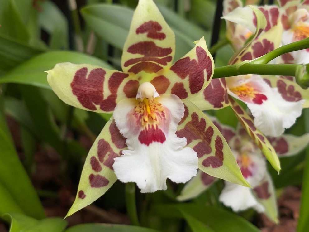 Bei dem Orchideen-Festival in Kew Gardens kann man die verschiedensten Ausführungen der Pflanze bestaunen