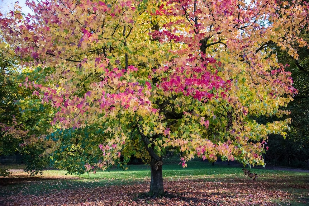 Im Herbst verwandelt sich der Park rund um Kenwood House vor allem dank der Amberbäume in ein schillerndes Farbenmeer