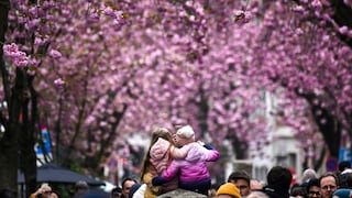 Die Bonner Heerstraße ist das Fotomotiv für die Kirschblüte in Deutschland schlechthin