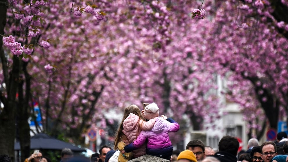 Die Bonner Heerstraße ist das Fotomotiv für die Kirschblüte in Deutschland schlechthin