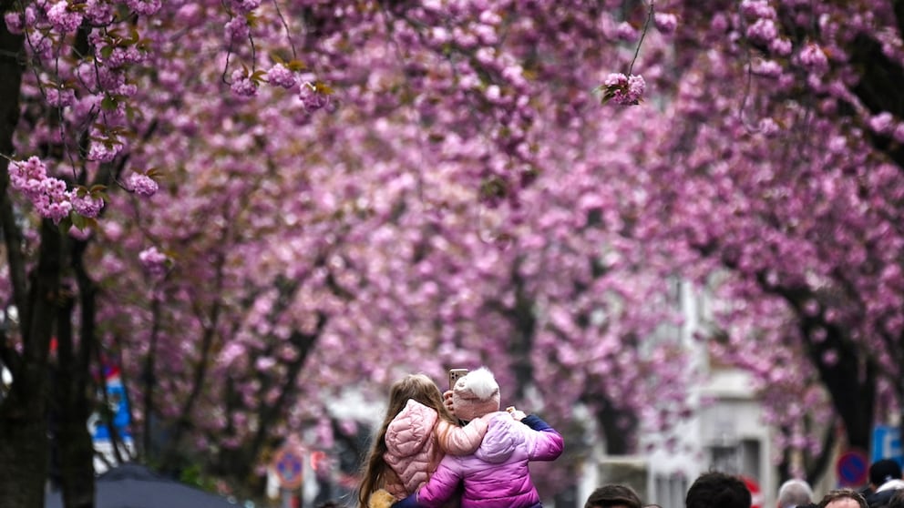 Die Bonner Heerstraße ist das Fotomotiv für die Kirschblüte in Deutschland schlechthin