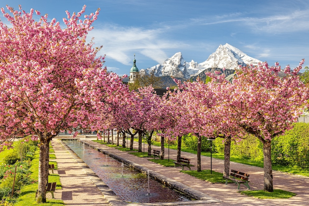 Eine späte Kirschblüte lässt sich in Berchtesgaden bestaunen