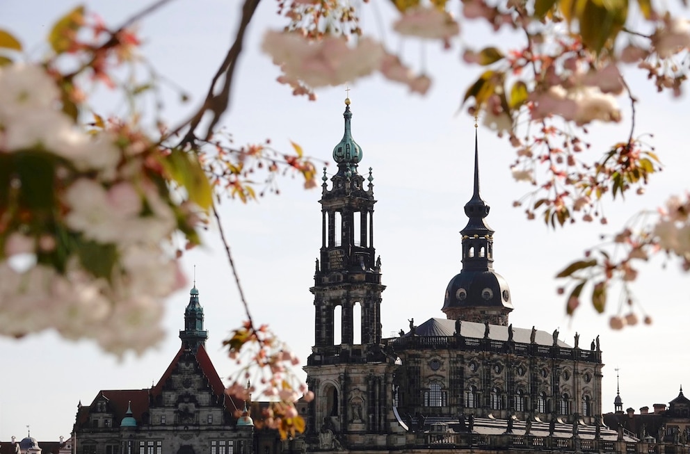 Das Neustädter Elbufer in Dresden ist ein weiterer Kirschblüten-Hotspot