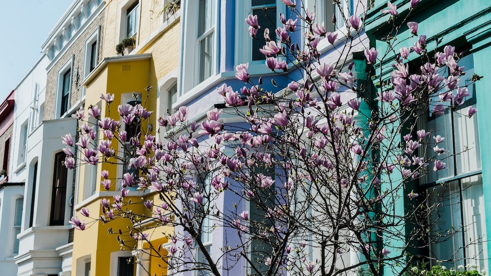 Bunte Londoner Townhäuser und Kirschblüten