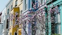Bunte Londoner Townhäuser und Kirschblüten