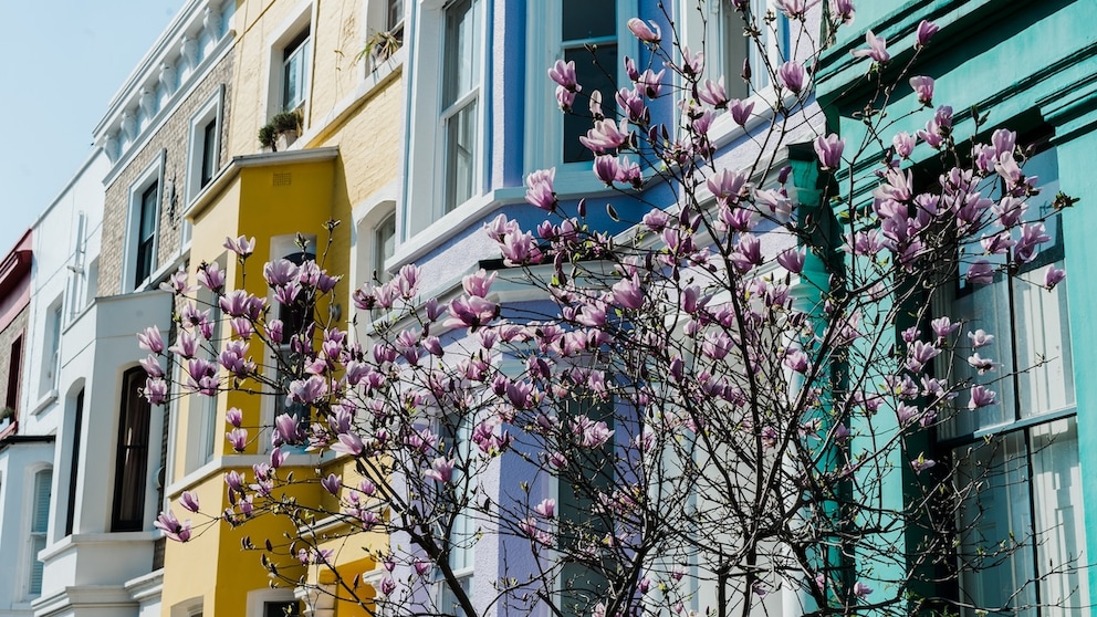 Bunte Londoner Townhäuser und Kirschblüten