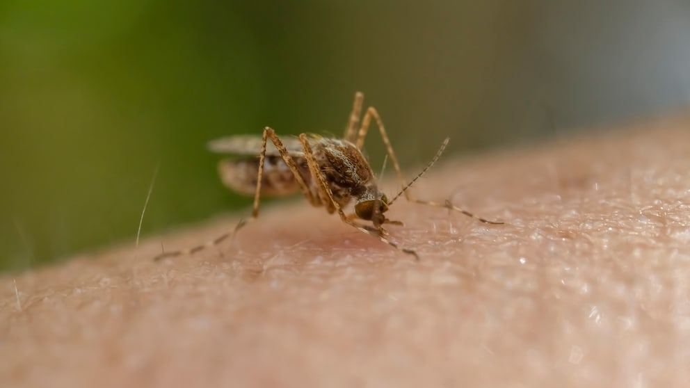 Die Anopheles-Mücke ist Überträgerin von Malaria. Reisende sollten auf vorbeugende Maßnahmen und Schutz vor Ort achten.