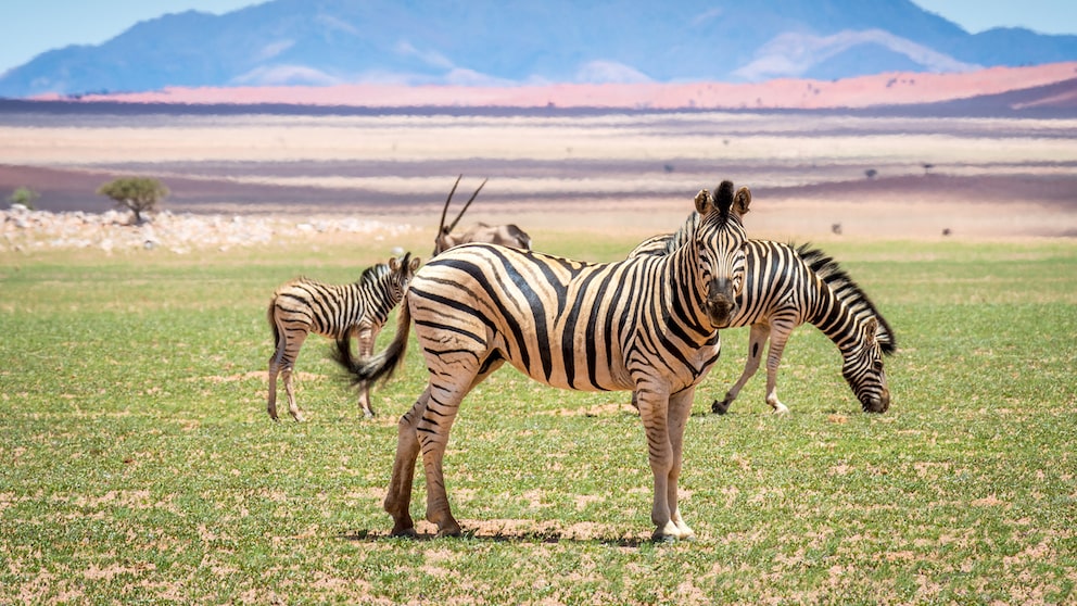 Namibia Impfungen