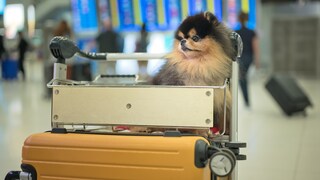 Bei einem Flug mit Hund gibt es so einiges zu beachten