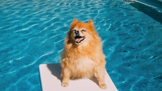 Hund am Pool