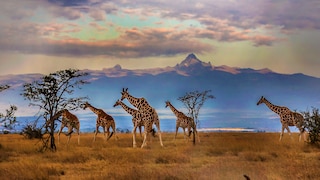 Giraffen in Kenia