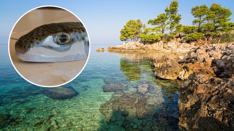 Dank des Klimawandels breitet sich der Kugelfisch immer mehr im Mittelmeer aus