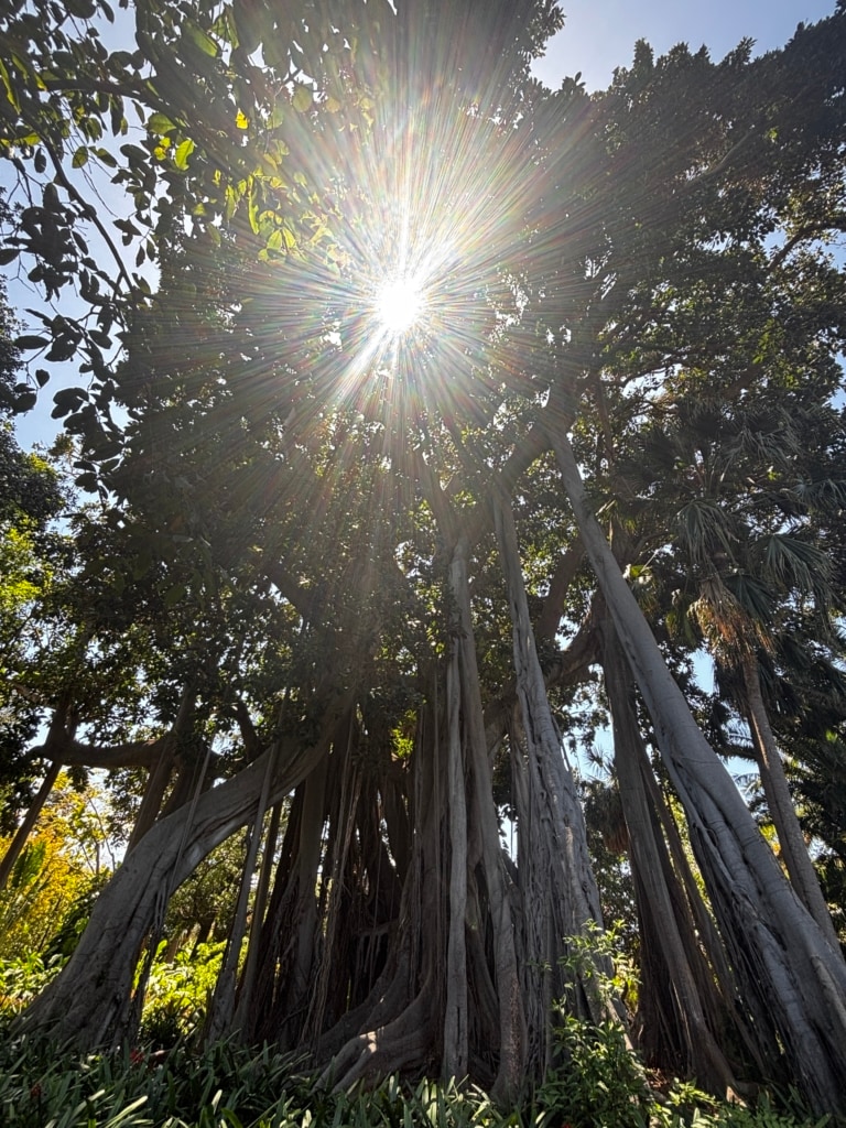 The giant fig tree in the Botanical Garden in Puerto de la Cruz actually originates from Lord Howe Island
