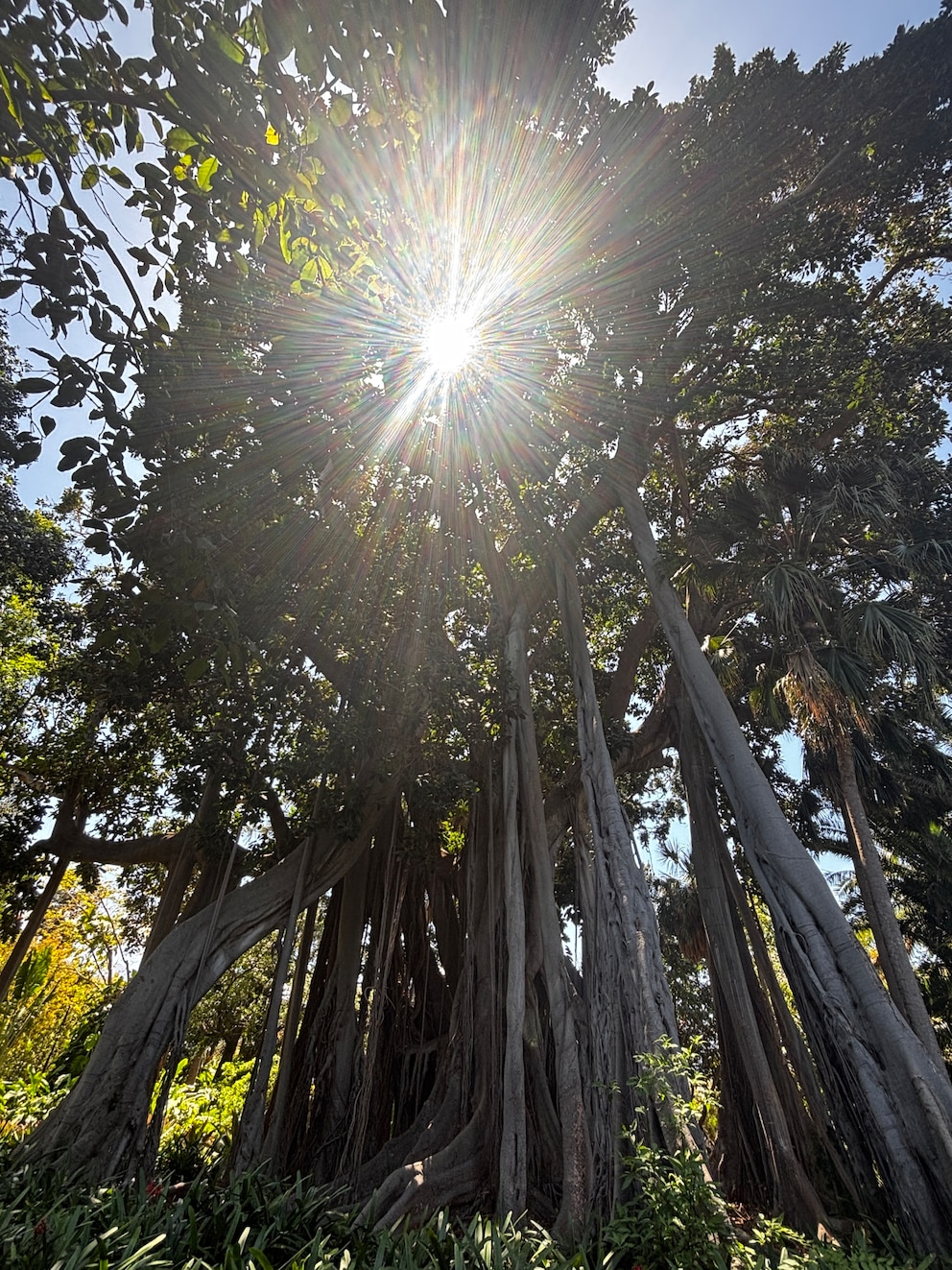 Der riesige Feigenbaum im Botanischen Garten in Puerto de la Cruz stammt eigentlich von der Lord Howe Island