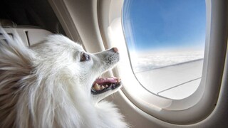Italienische Luftfahrtbehörde erlaubt Haustiere auf dem Sitz im Flugzeug