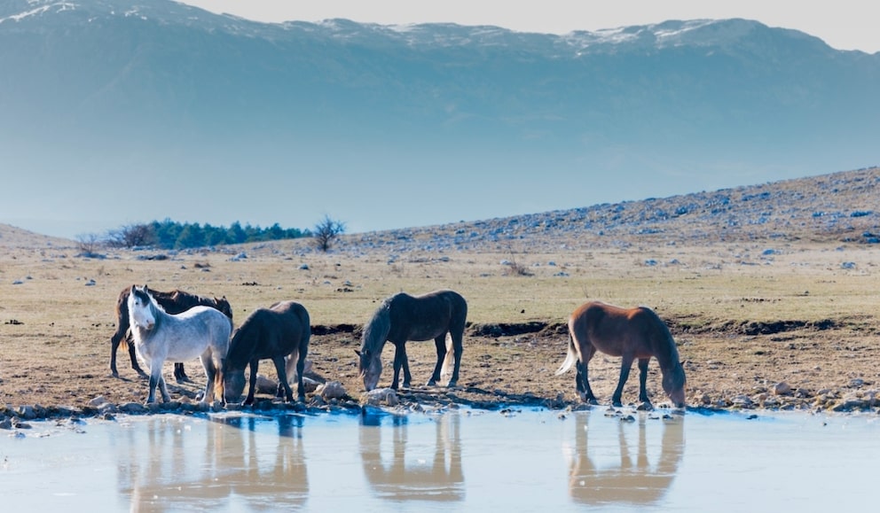 Livno Wild Horses