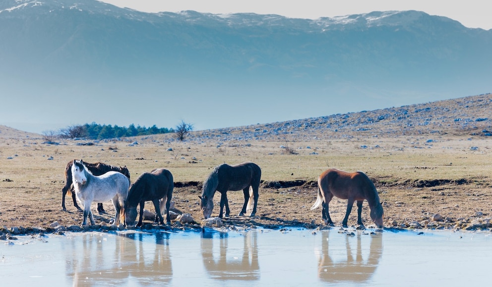 Livno Wildpferde