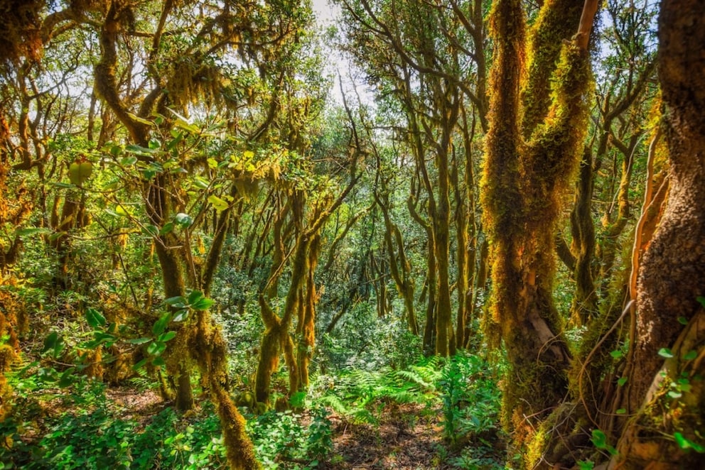 In the Anaga Mountains on Tenerife is one of Europe's most original laurel forests