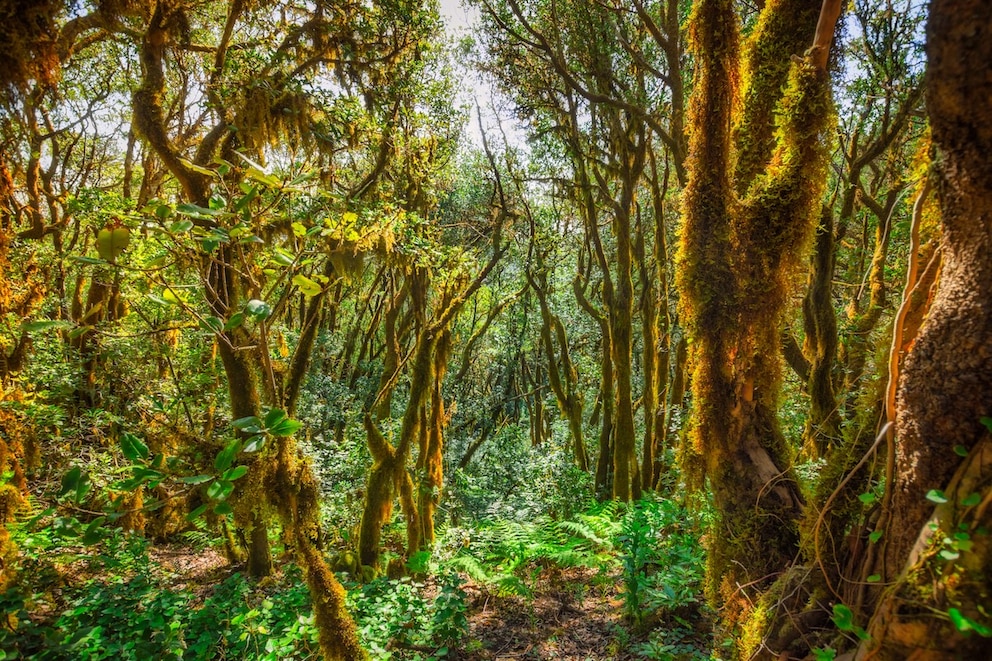 Im Anaga-Gebirge auf Teneriffa befindet sich einer der ursprünglichsten Lorbeerwälder Europas