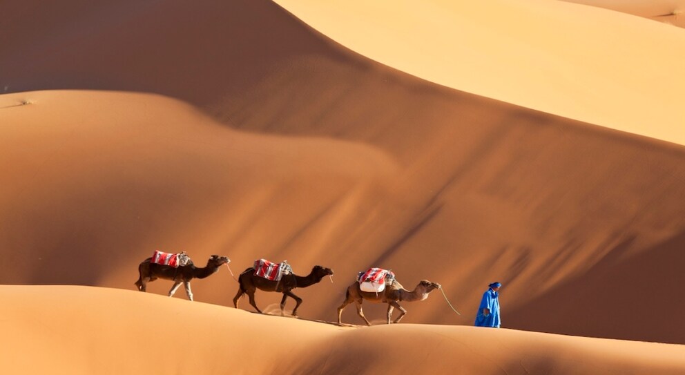 Dromedaries are a significant part of Moroccan culture but are not meant for tourist entertainment